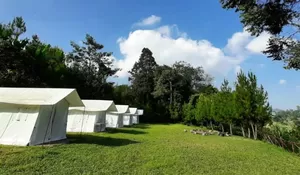 Menyambut Tahun Baru 2024 Pine Forest Camp Lembang, Menyuguhkan Live Music yang Menghibur, Buruan Merapat!