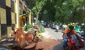 Perkara Ditabrak Truk, Pohon Raksasa di Harjamukti Depok Tumbang, Dampaknya Luar Biasa