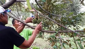 Mengelilingi Kebun Durian 10 Hektar di Kota Depok Bagian 1: Awalnya 50 Pohon untuk Dikosumsi Sendiri, Kini Sudah 300
