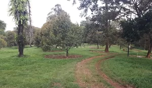 Mengelilingi Kebun Durian 10 Hektar di Kota Depok Bagian 3-Habis: Pemkot Belum Melongok, Berpotensi Tingkatkan Sektor Pariwisata Depok