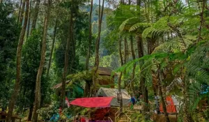 Pemandangan Tempat Wisata ini Gokil Abis, Dikelilingi Pohon Pinus dan Perbukitan! Bisa Rasakan Sensasi Menginap Serasa di Hutan Rimba