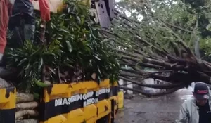 DLHK Depok Gerak Cepat Tangani Pohon Tumbang, Ini Titiknya