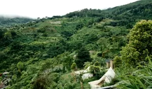Ternyata Puncak Punya Tempat Glamping Segokil Ini! Viewnya Bakalan Bikin Susah Lupa deh Saking Indahnya