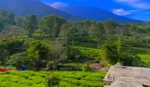 Sudah Tau Belum? Di Gunung Mas Ada Destinasi Wisata dengan Sensasi Berjalan di Jembatan dengan View Perkebunan Teh yang Cantik Puol
