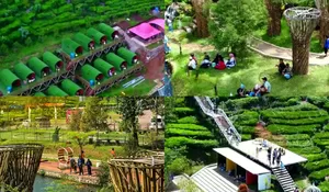 Tempat Wisata Alam dengan View Perbukitan Hijau dan Hambaran Kebun Teh Cantik! Ada Penginapan Super Unik Juga