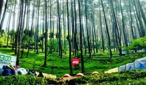 Pasti Bakalan Betah Deh Kalau Liburan Sambil Dikelilingi Pepohonan Pinus yang Sejuk di Tempat Camping yang Satu Ini, Bisa Sekalian Hiking Juga loh!