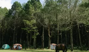 Dipenuhi Pohon Pinus, Membuat Sensasi Camping di Jungle Milk Lembang Ini Syahdu Abis! Ditambah Bisa Berinteraksi Sama Kuda dan Sapi Juga Loh