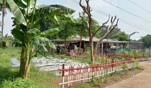 Mengintip Wajah Baru Lahan Kosong di Rusunawa Cilangkap Depok : Dukung Program Food Estate, Tambah Penghasilan