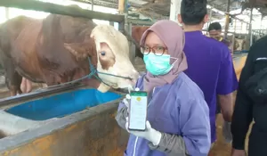 Empat Penyakit Ini Intai Hewan Kurban, Ini yang Dilakukan Pemkot Depok