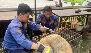 Mengenal Anggota Damkar Sekaligus Konten Kreator Depok, Khairul Umam, Miliki Jiwa Humoris, Dijadikan untuk Ngonten : Bagian 2