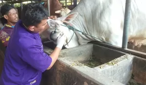 14 Hewan Kurban di Kota Depok Tak Layak Disembelih, Ternyata ini Alasannya