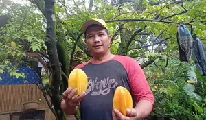 Lahan Pertanian Belimbing di Kota Depok Terus Menyusut, Hanya Sisa 25 Hektar, Bagaimana Nasib Ikon Kota?