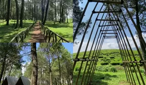 Viewnya Full Pohon Pinus dan Hamparan Perkebunan Teh, Suasana Tempat Camping Bandung Ini Dijamin Nyaman dan Seger Banget!