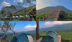 Healing di Sini Dijamin Susah Buat Move On, View Tempat Camping Super Cakep yang Langsung Hamparan Kebun Teh!