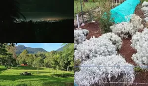 Tempat Camping Hidden Gem yang Bisa Liat Bunga Edelweiss! Yakin Langsung Terpesona Sama Keindahannya