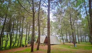 Nikmati Liburan yang Tenang dan Syahdu di Tempat Camping yang Langsung Disuguhi Hamparan Persawahan dan Pepohonan Pinus Ini!