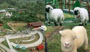 Miliki Nuansa Bak di Swiss dan Ada Domba Lucu Shaun The Sheep, Tempat Wisata Dekat dengan Jakarta Ini Cocok untuk Dikunjungi Bareng si Kecil!