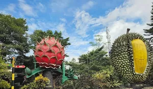 Mumpung Lagi Musim Durian! Yuk, Coba Makan Durian Langsung di Kebun Durian Warso Farm yang Tiket Masuknya Gratis