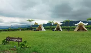 Ada Hidden Gem Tempat Camping Subang dengan Pemandangan Perkebunan Teh yang Syahdu!