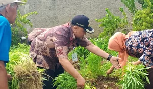 Dukung Ketahanan Pangan, Kelurahan Pondok Jaya Depok Tanam Kangkung Di Lahan Tak Produktif, Kini Masuki Musim Panen