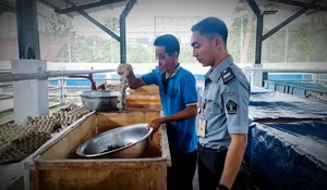 Dongkrak Produktifitas Warga Binaan, Lapas Cibinong Kembali Gelar Panen Jangkrik