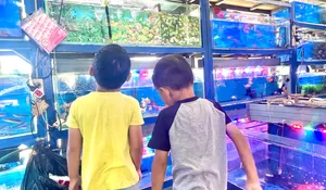 Selami Kios Ikan Hias di Taman Secawan Pancoranmas Depok : Ngabuburit Sambil Timba Ilmu, Terbitlah Adiwarna