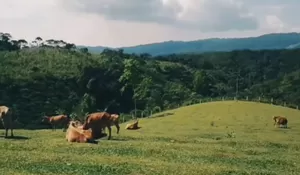 Kapan Lagi Bisa Nikmati Hamparan Rumput Hijau ala Swiss di Ciamis? Yuk Langsung ke Mini Ranch Sapi Pasundan!