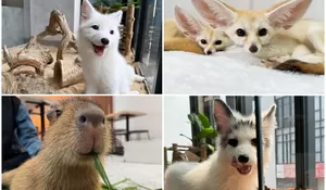 Kapan Lagi Bisa Nongkrong di Kafe Sambil Interaksi Langsung dengan Capybara yang Lucu?