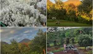 Banyak yang Belum Tau, Tempat Camping Ini Hadirkan Bunga Edelweiss dengan Pemandangan Gunung Gede Pangrango!