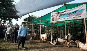 Walikota Depok Supian Suri Pantau Hewan Kurban Langsung ke Lapak, Begini Kondisinya
