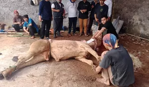 Tahun Ini, se Kelurahan Pondok Petir Sembelih 550 Kurban dan Disebar ke Warga