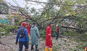 Hujan Deras Disertai Angin Kencang, Pohon Karet Raksasa Tumbang di Beji Depok : Polisi Buat Rekayasa Lalu Lintas Atasi Kemacetan
