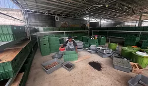 Hanggar Maggot Beji Timur Entaskan 300 Kilogram Sampah Setiap Hari, Ciptakan Urban Farming Pembibitan Ayam