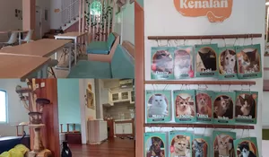 Hidden Cat Cafe di Depok, Cocok Jadi Tempat Nongkrong dan Healing untuk Pecinta Kucing!
