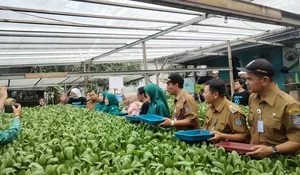 Kelurahan Curug Depok Panen Empat Kuintal Sayuran Hidroponik, Sera Agribisnis Tekan Stunting Se-Kecamatan Bojongsari