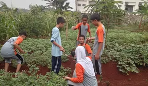SMPN 23 Depok Miliki Ekskul Ketahanan Pangan, Sisa Lahan Sekolah Dijadikan Urban Farming