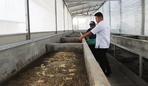 Warga Binaan Lapas Cibinong Ubah Sampah jadi Uang : Kembangkan Inovasi Budidaya Maggot Bernilai Jual Tinggi