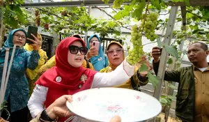 Menyusuri Rangkaian Ngider Cing Ikah Sambangi Kebun Posyandu Makmur Beji Timur : Wajah Baru Pertanian Kota Depok, Manfaatkan Lahan Sempit