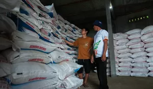 Petani Jonggol Happy Harga Pupuk Turun 20 Persen : Apalagi Sekarang HET Padi Sudah Bagus