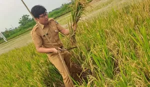 Lahan Sawah di Kota Depok Semakin Menyusut : Kecamatan Tapos Terluas, Sawangan Paling Sempit