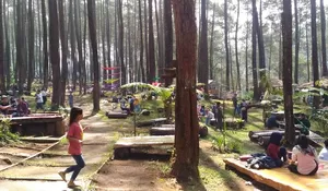 Deretan Wisata di Bandung, Berikut Tips Berkunjung ke Hutan Pinus Cikole hingga Tebing Keraton