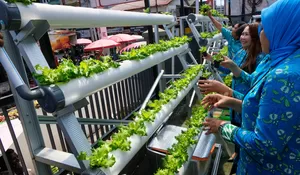 Lewat BRInita, Urban Farming di Jayapura Kembangkan Gaya Baru Bertani di Lahan Sempit