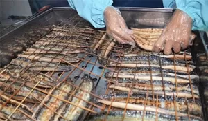 Tahukah Kamu? Kandungan Gizi Ikan Sidat Lebih Tinggi Dibandingkan Salmon Lho..