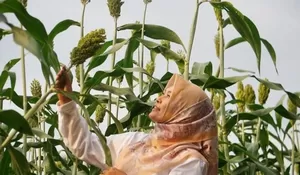 Siapkan Lahan 185 Hektare, Pandeglang Gencarkan Budidaya Sorgum sebagai Alternatif Sehat Pengganti Beras