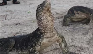Destinasi Eksotis Pulau Biawak, Wisata di Indramayu Jawa Barat yang Keren Banget