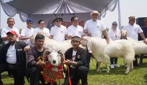 Hidupkan Pariwisata dan UMKM Kabupaten Bogor, Festival Ternak Domba dan Kambing Dipuji Menteri Teten Masduki