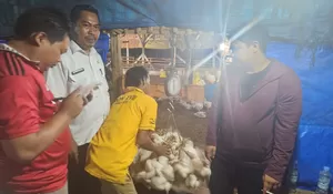 Program Ketahanan Pangan Dana Desa, Kades Ciadeg Saksikan Langsung Panen Perdana Ayam Potong