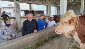 Kurangi Ketergantungan Impor, Dedie Rachim Dukung Peningkatan Ternak Sapi di Kota Bogor