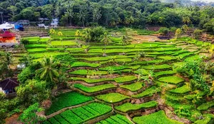 Pemkab Kunci 17 Ribu Hektare Tanah di Purwakarta Abadi Jadi Lahan Pertanian