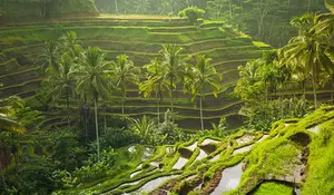 Genjot Jumlah Tanam dalam Setahun, Jawa Barat Targetkan Kenaikan Produksi Gabah Kering pada 2024